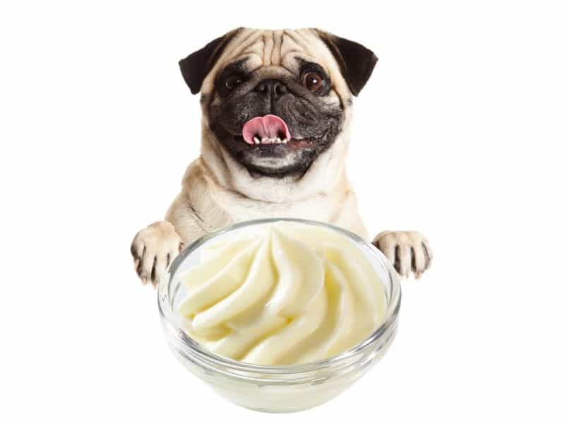 can dogs eat cream cheese?