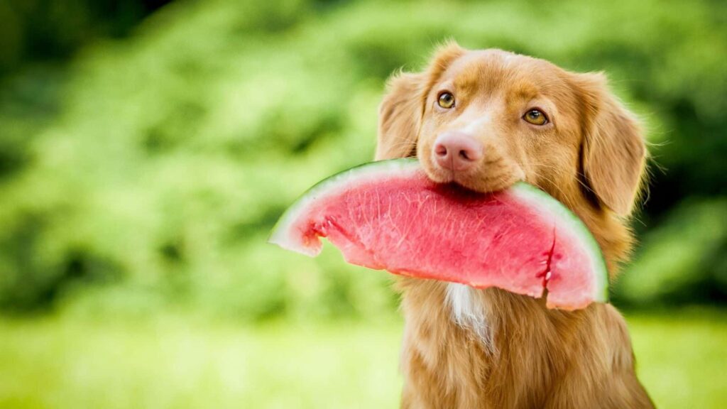 How to feed your dog watermelon?