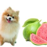 can dogs eat guava?