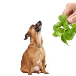 can dogs eat basil?