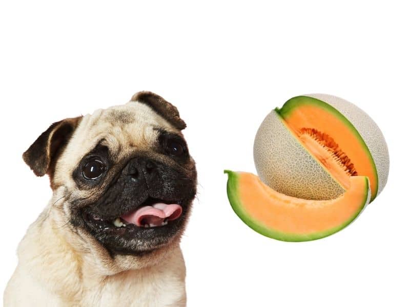 can dogs eat cantaloupe?