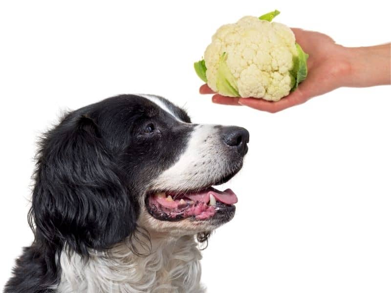 can dogs eat cauliflower?