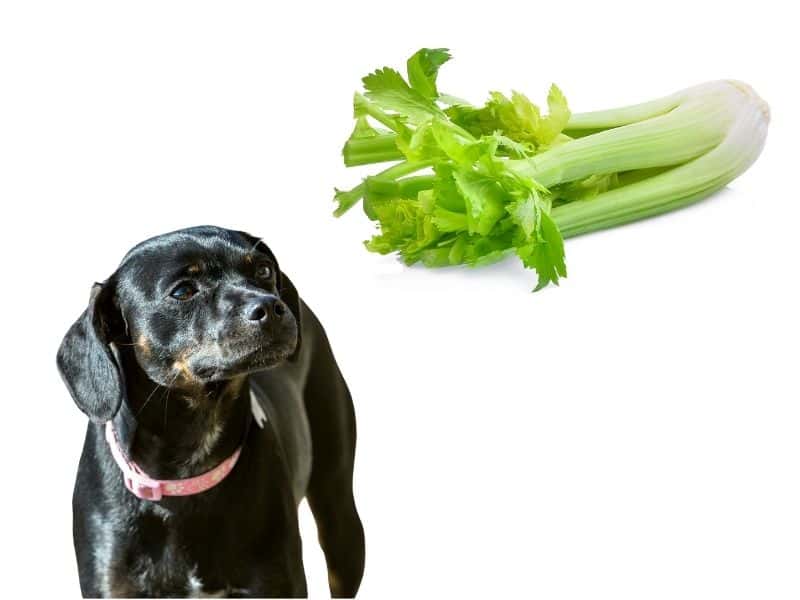 can dogs eat celery?