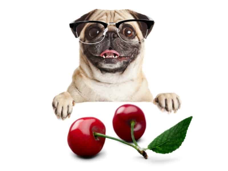 can dogs eat cherries?
