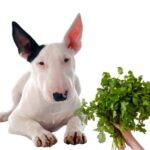 can dogs eat cilantro?