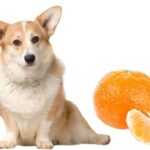 can dogs eat clementines?