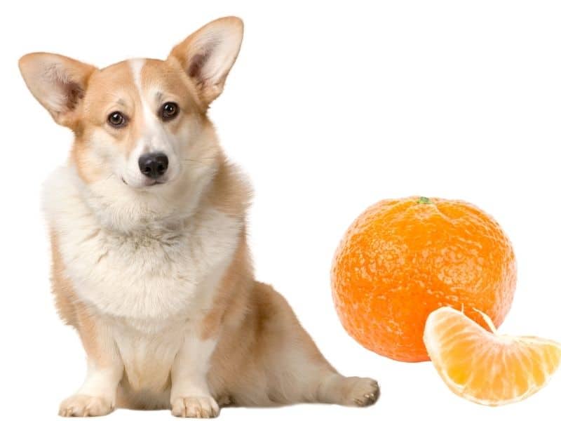 can dogs eat clementines?