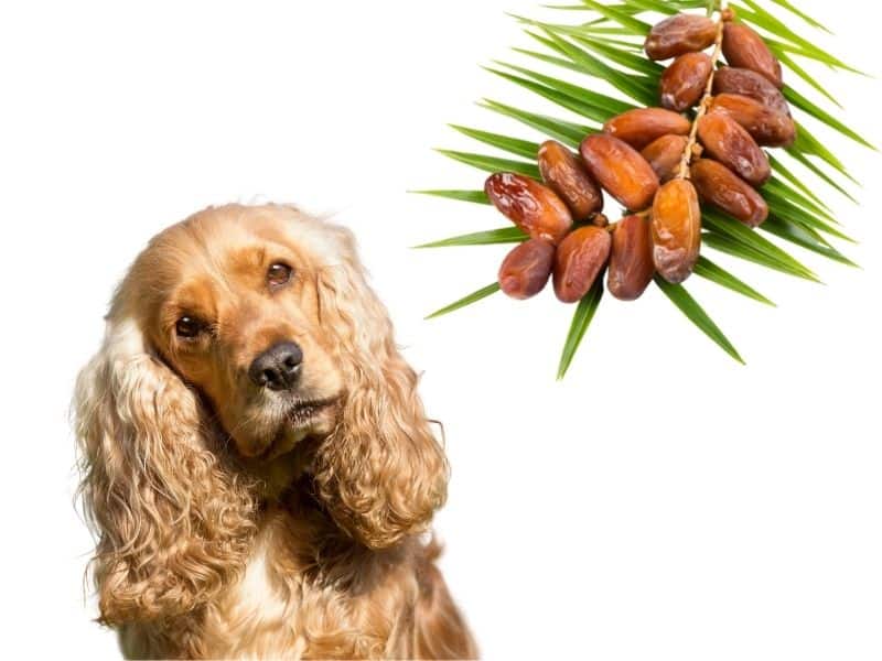 can dogs eat dates?