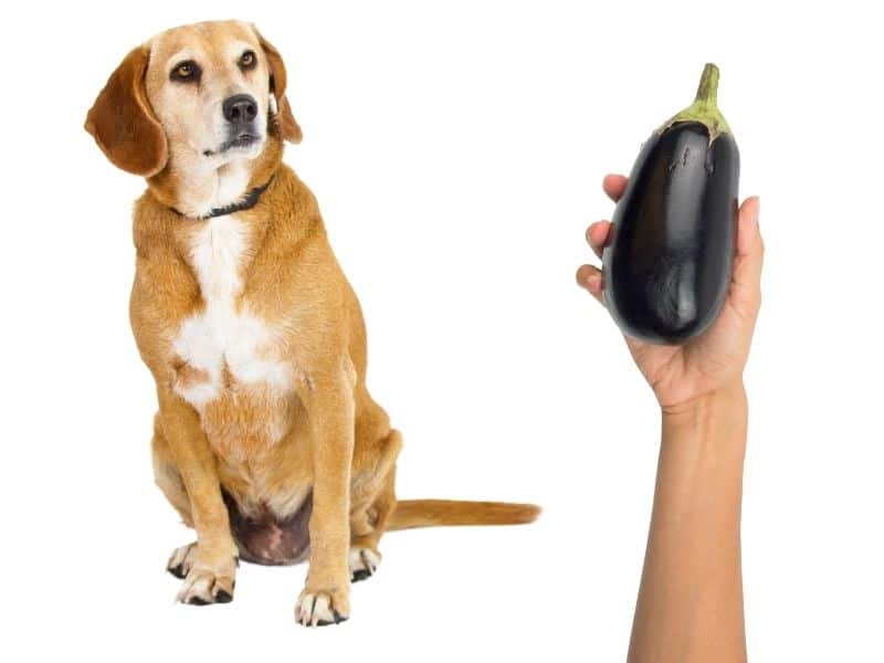 can dogs eat eggplant?