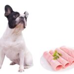 can dogs eat ham?