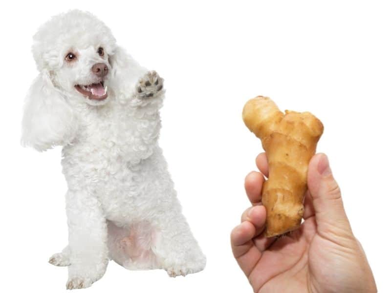 can dogs eat ginger?