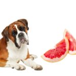 can dogs eat grapefruit?