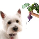 can dogs eat beets?