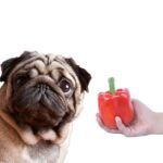 can dogs eat bell peppers?
