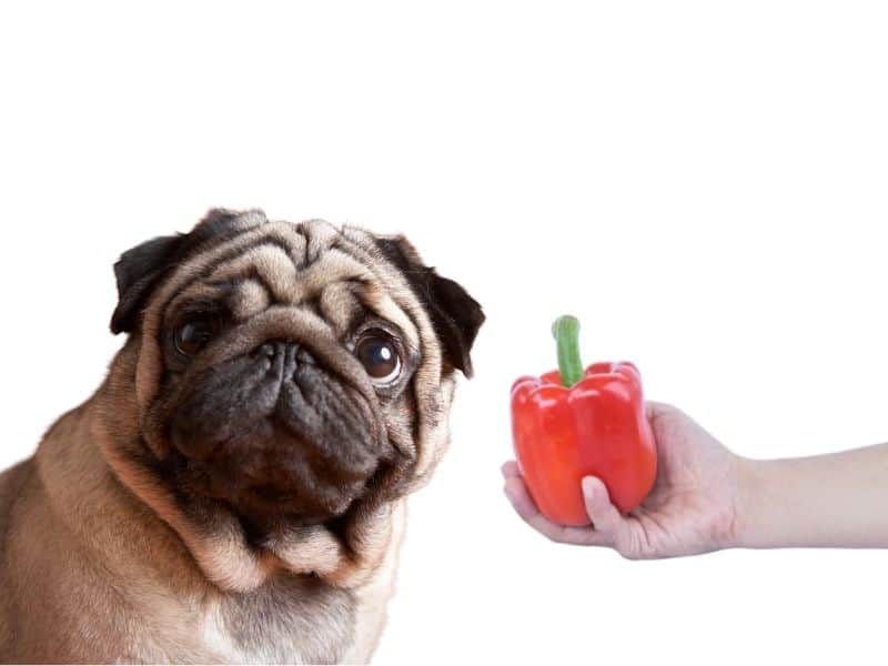 can dogs eat bell peppers?