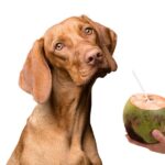 can dogs eat coconut?