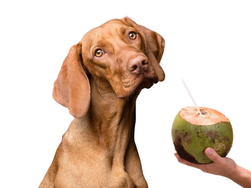 can dogs eat coconut?