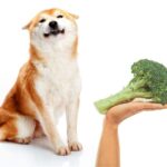 can dogs eat broccoli?