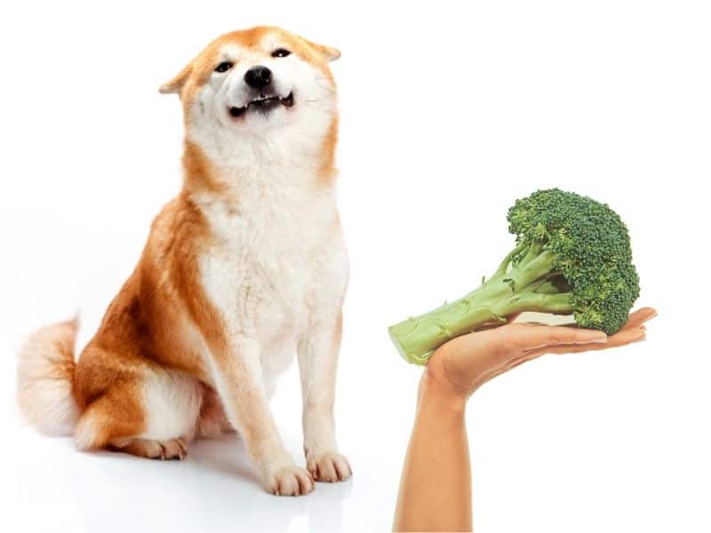 can dogs eat broccoli?