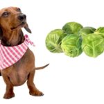 can dogs eat brussel spouts?