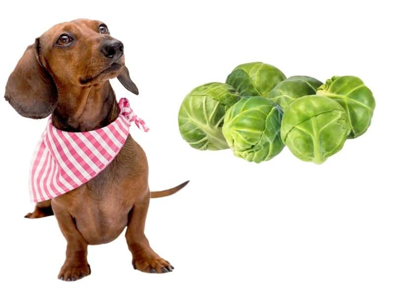 can dogs eat brussel spouts?
