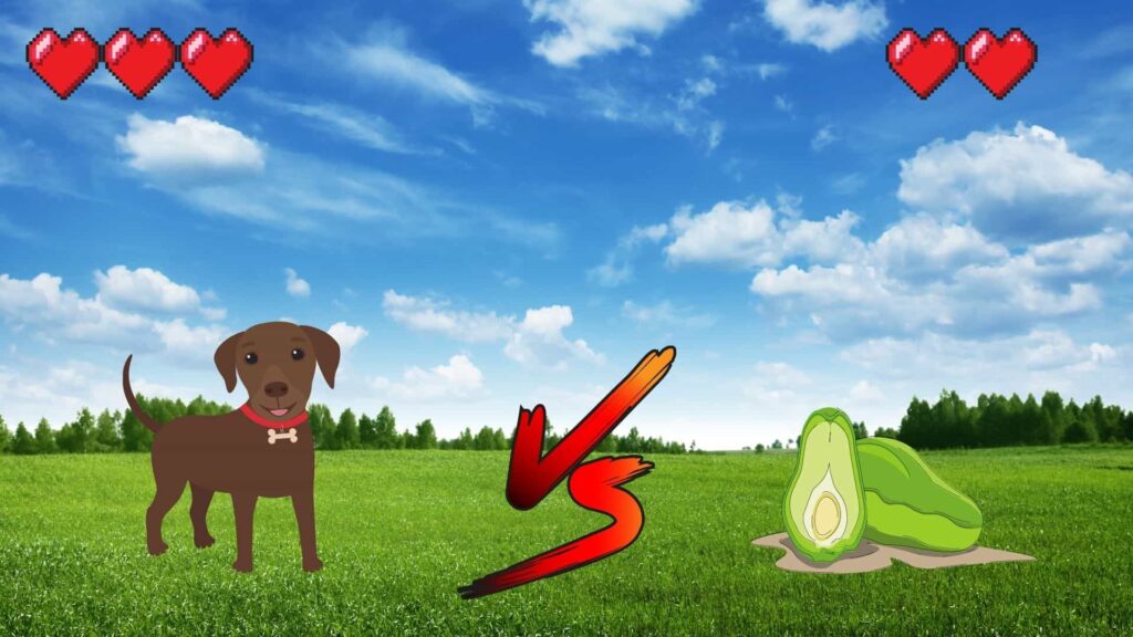 can dogs eat chayote?