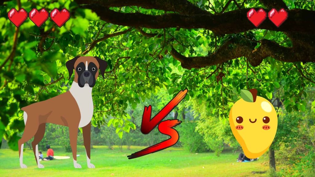can dogs eat mango?