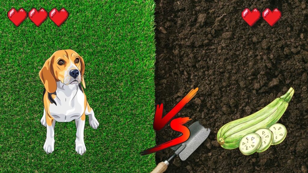 can dogs eat zucchini?