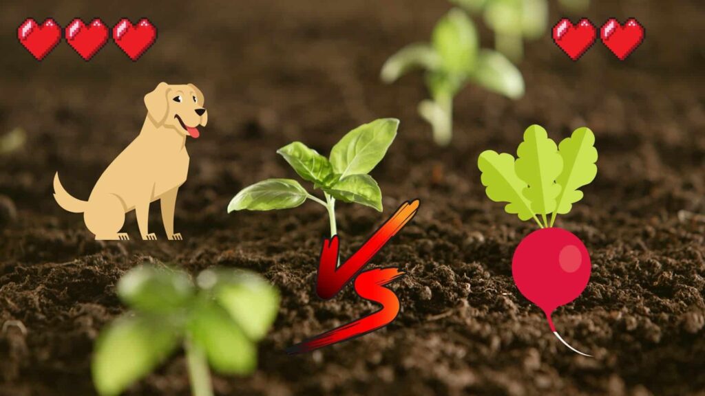 can dogs eat radish?