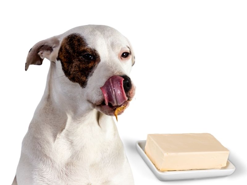 can dogs eat butter?