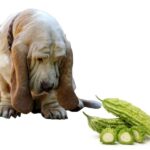 can dogs eat bitter melon?