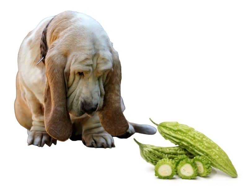 can dogs eat bitter melon?
