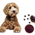 can dogs eat acai?