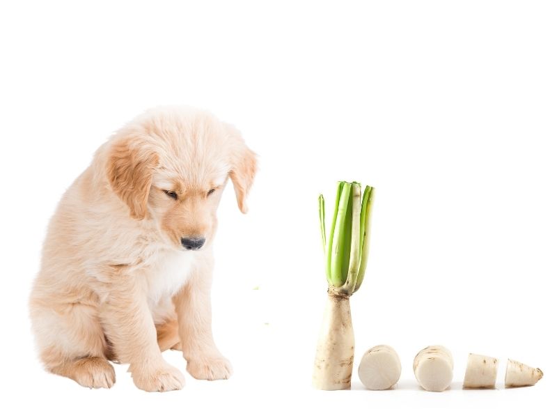can dogs eat daikon?