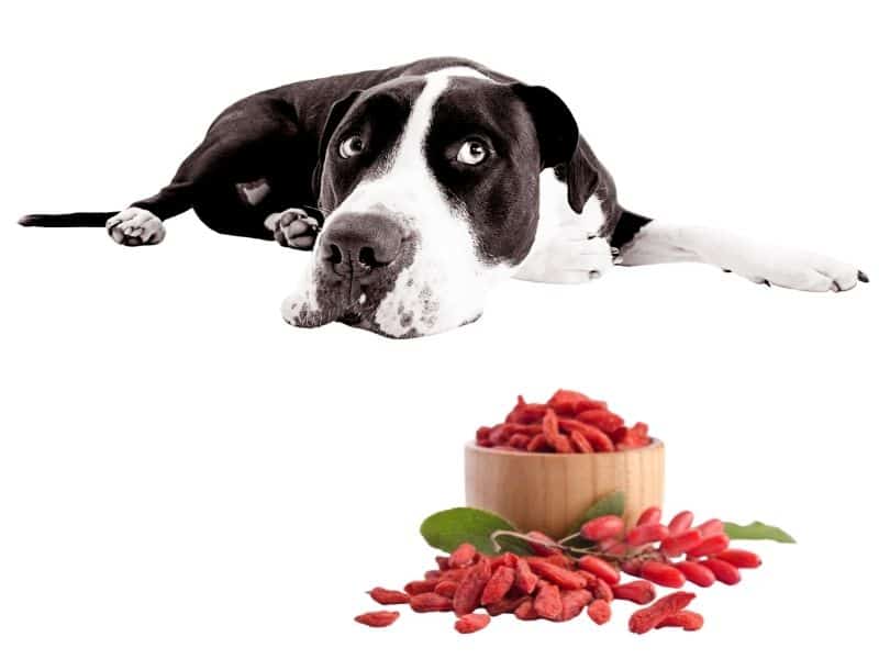 can dogs eat goji berries?