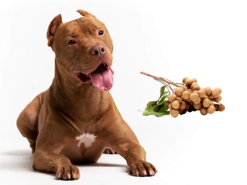 can dogs eat longan?