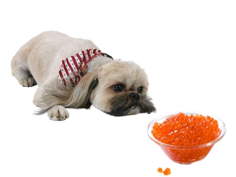 can dogs eat caviar?