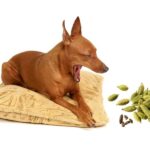 can dogs eat cardamom?