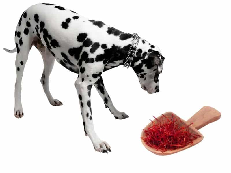 can dogs eat saffron?