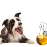 can dogs eat vinegar?