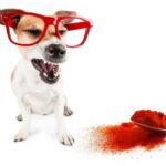 can dogs eat paprika?