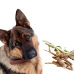 can dogs chicory root?