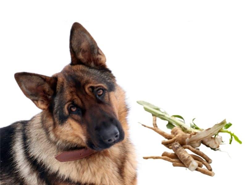 can dogs chicory root?