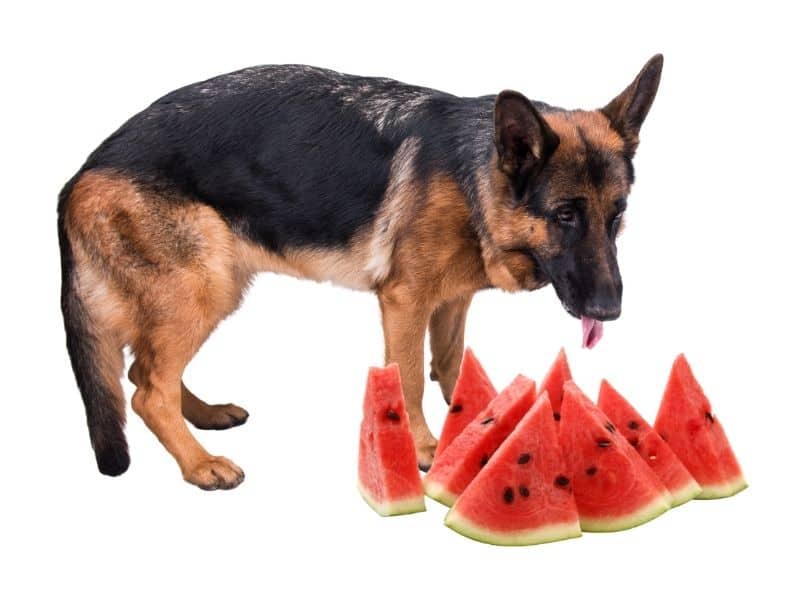 can dogs eat watermelon?