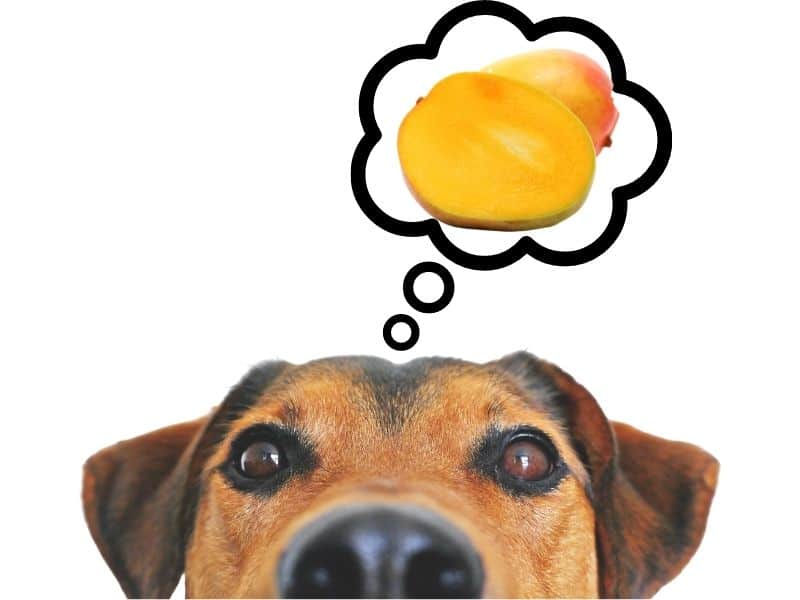 can dogs eat mango?