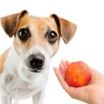 can dogs eat peaches?