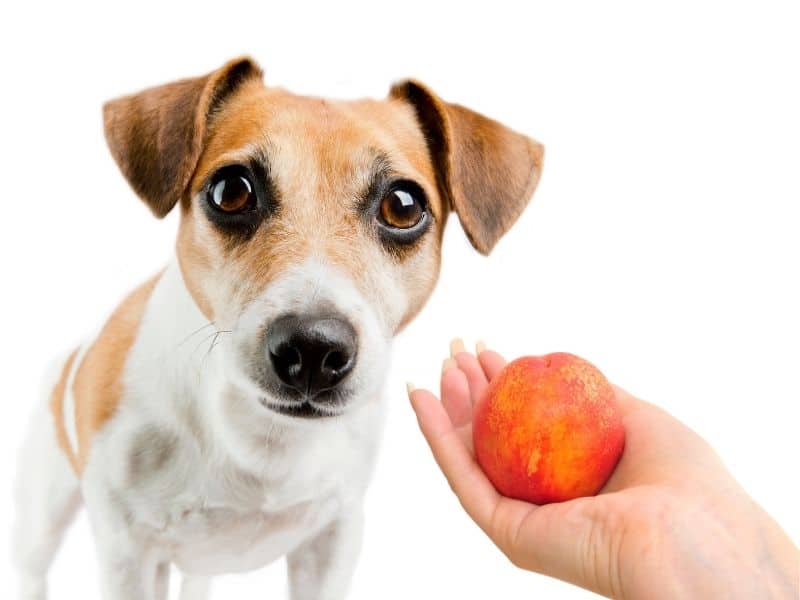 can dogs eat peaches?