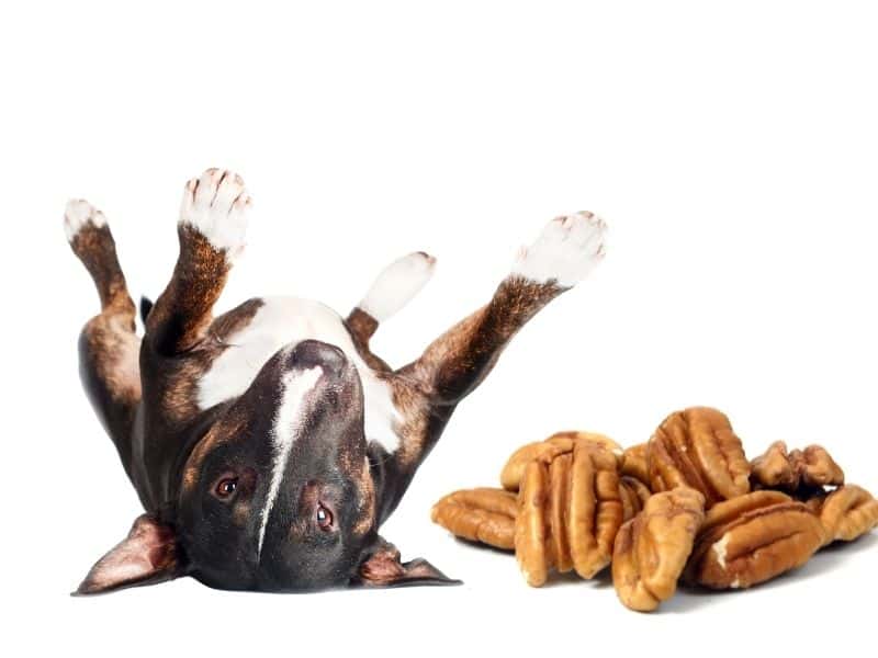 can dogs eat pecans?