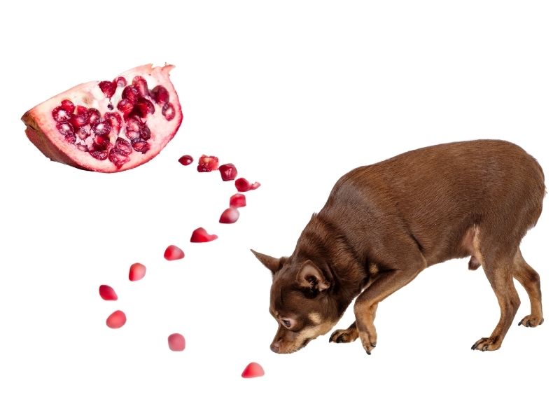 Can dogs eat pomegranate?