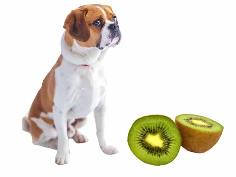 can dogs eat kiwi?